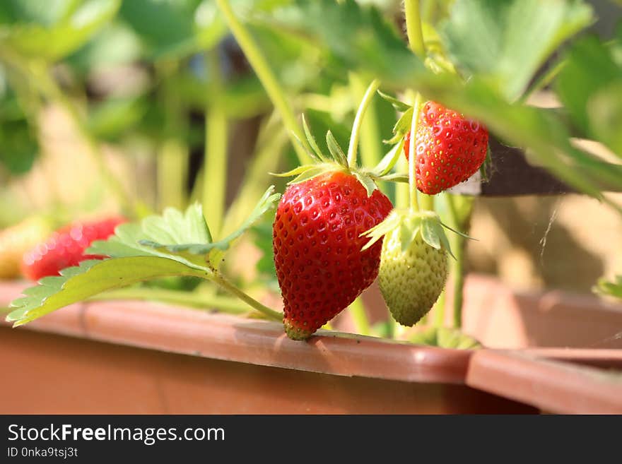 Strawberry, Natural Foods, Strawberries, Fruit