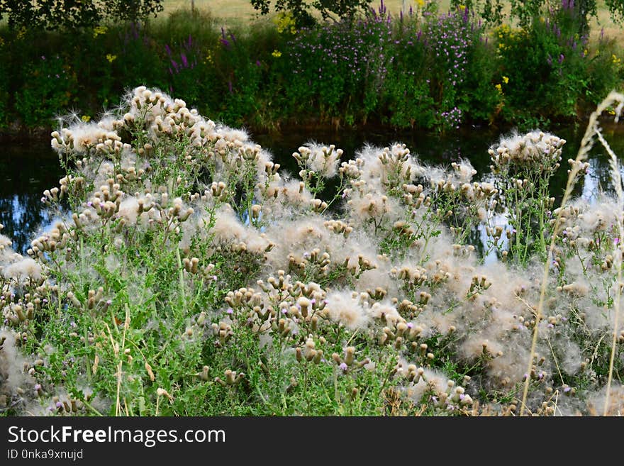 Plant, Flower, Vegetation, Flora