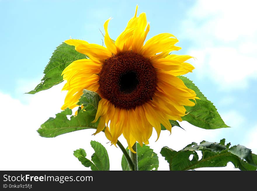 Flower, Sunflower, Sunflower Seed, Flowering Plant