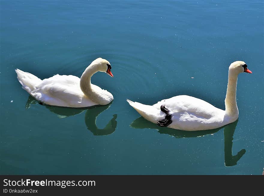 Swan, Water Bird, Bird, Water