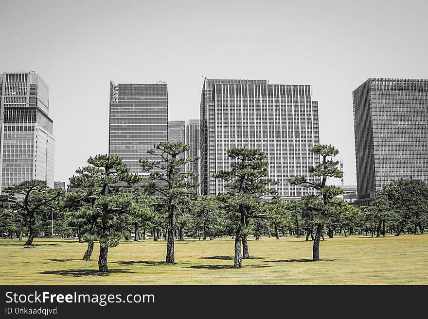 Urban Area, Tree, City, Metropolitan Area