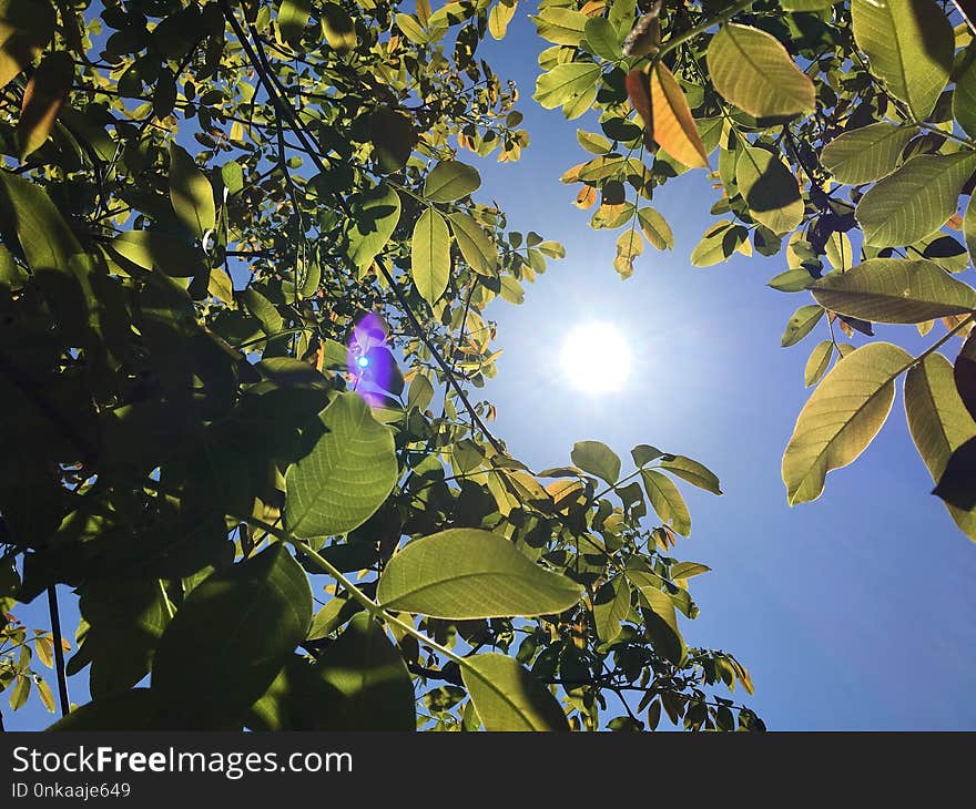 Leaf, Tree, Branch, Flora