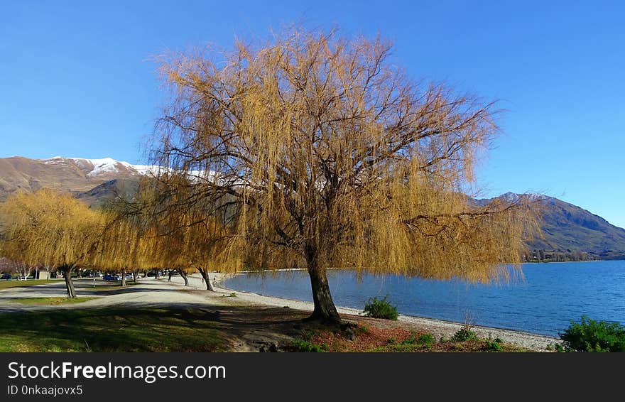 Nature, Tree, Sky, Lake