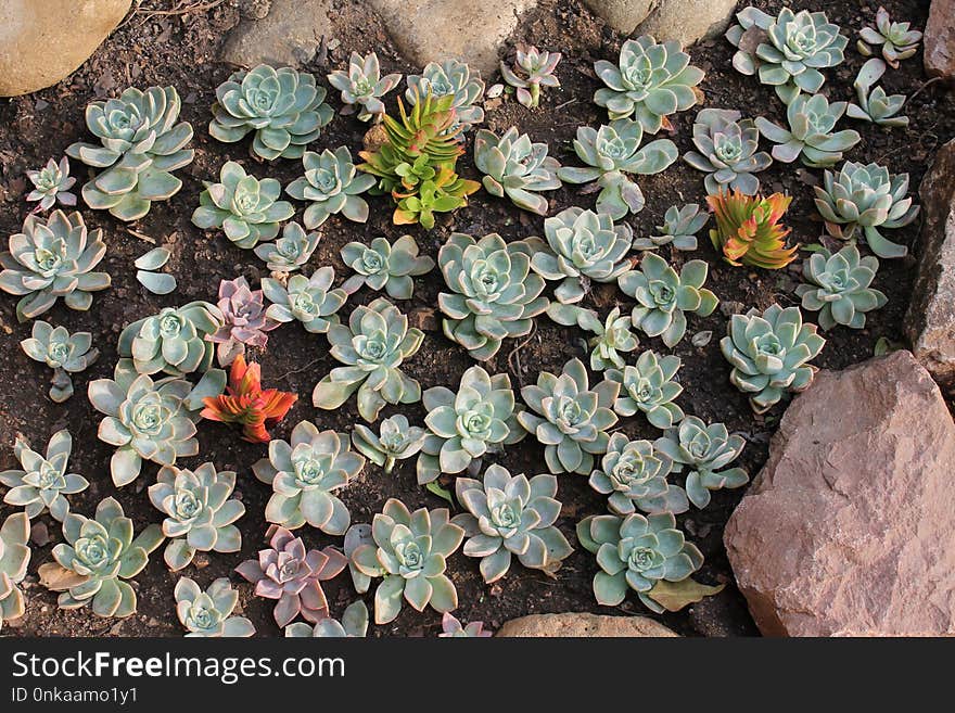 Plant, Flower, Flora, Groundcover