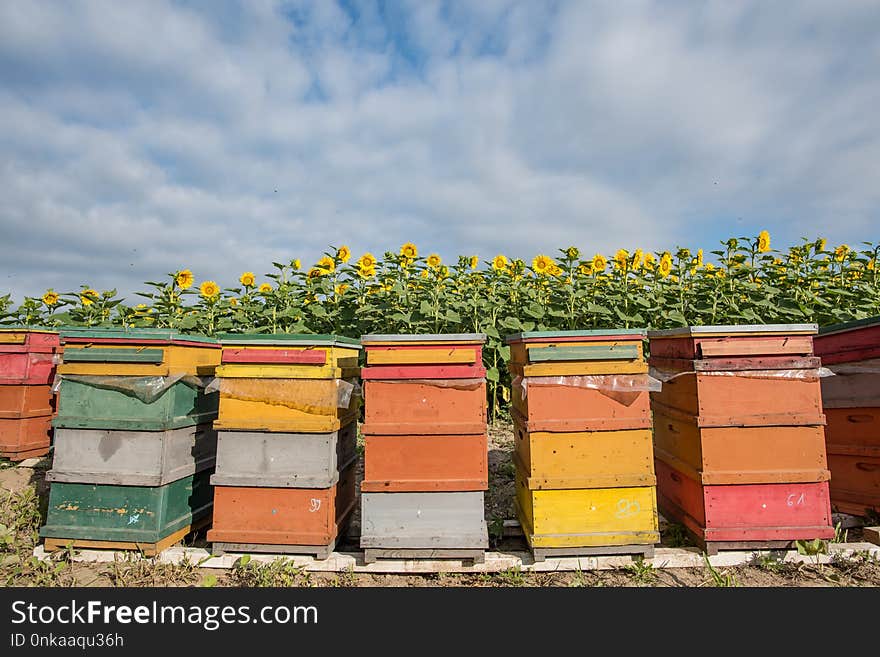 Yellow, Apiary, Beehive, Outdoor Structure