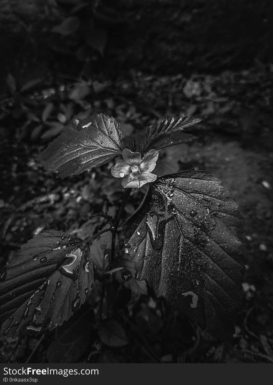 Black, Black And White, Monochrome Photography, Leaf