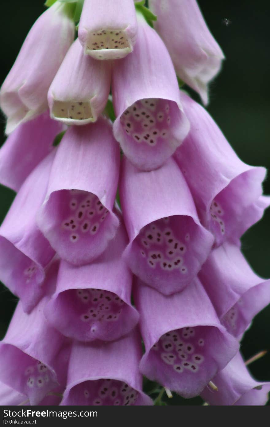 Flower, Pink, Digitalis, Purple