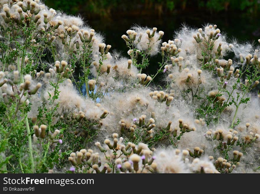 Plant, Vegetation, Flora, Flower