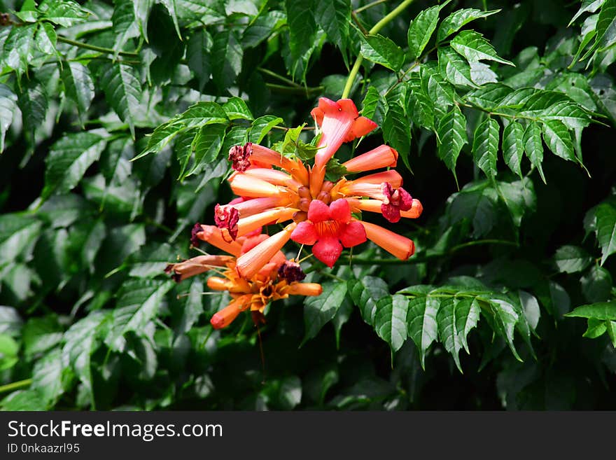 Plant, Flora, Vegetation, Flower