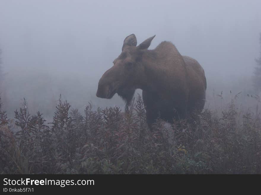 Wildlife, Fauna, Moose, Cattle Like Mammal