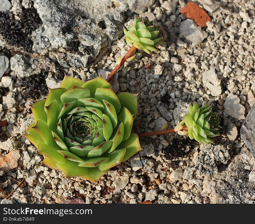 Plant, Flora, Vegetation, Flower