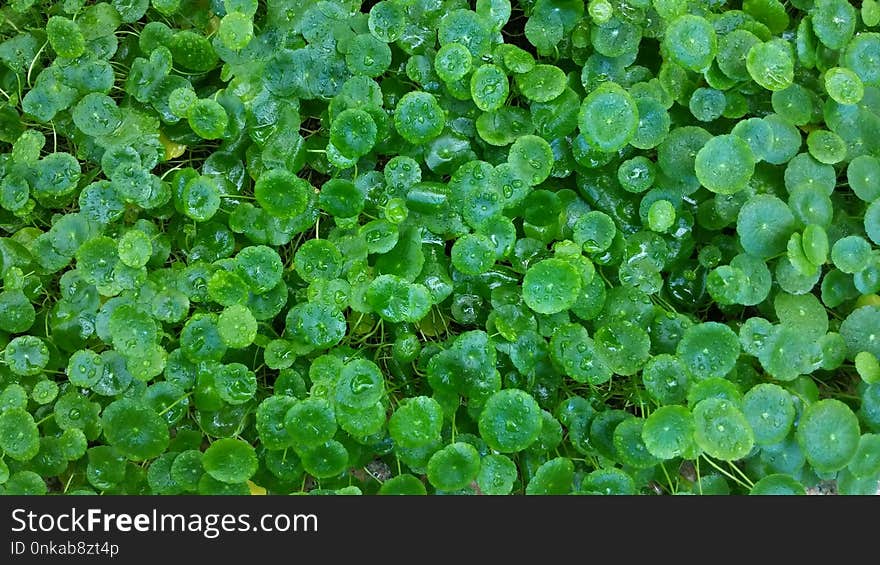 Water, Plant, Leaf, Grass