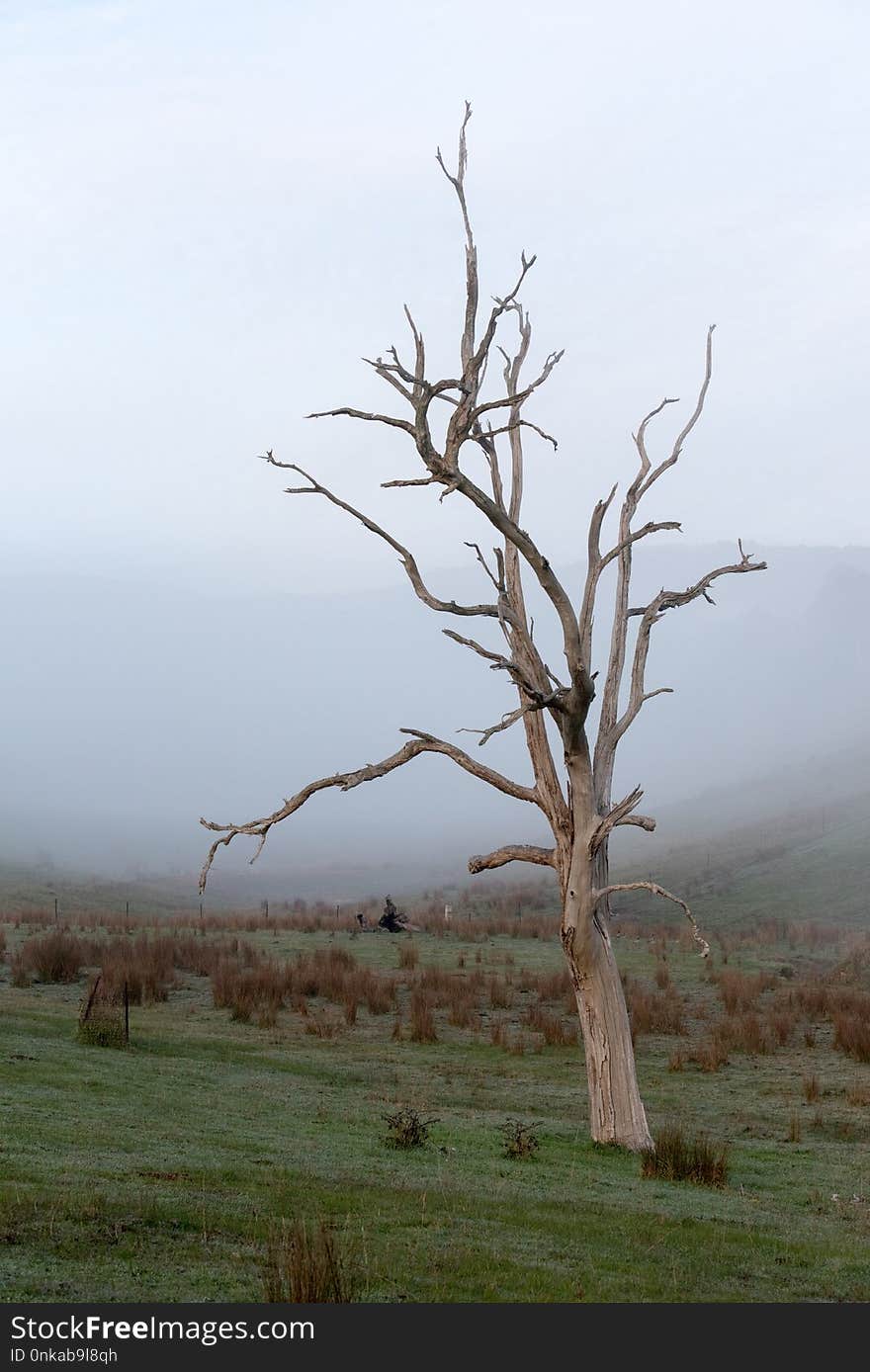 Tree, Ecosystem, Branch, Sky