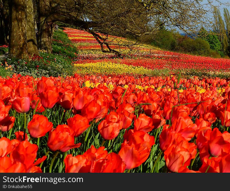 Flower, Plant, Flowering Plant, Tulip