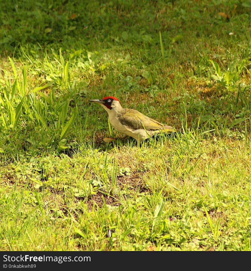 Bird, Ecosystem, Fauna, Nature Reserve