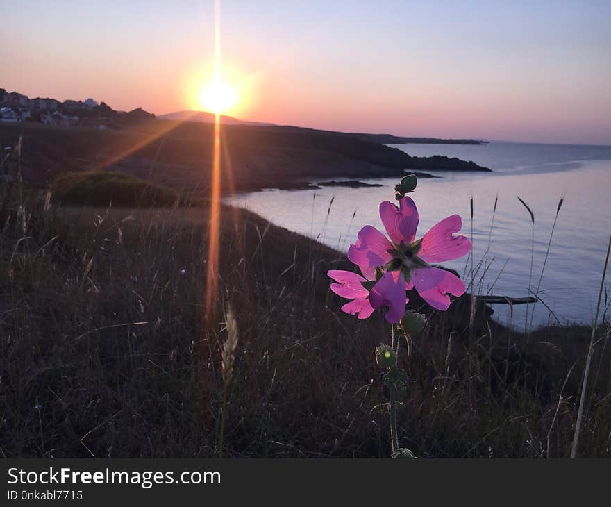 Sunrise, Sky, Flower, Wildflower