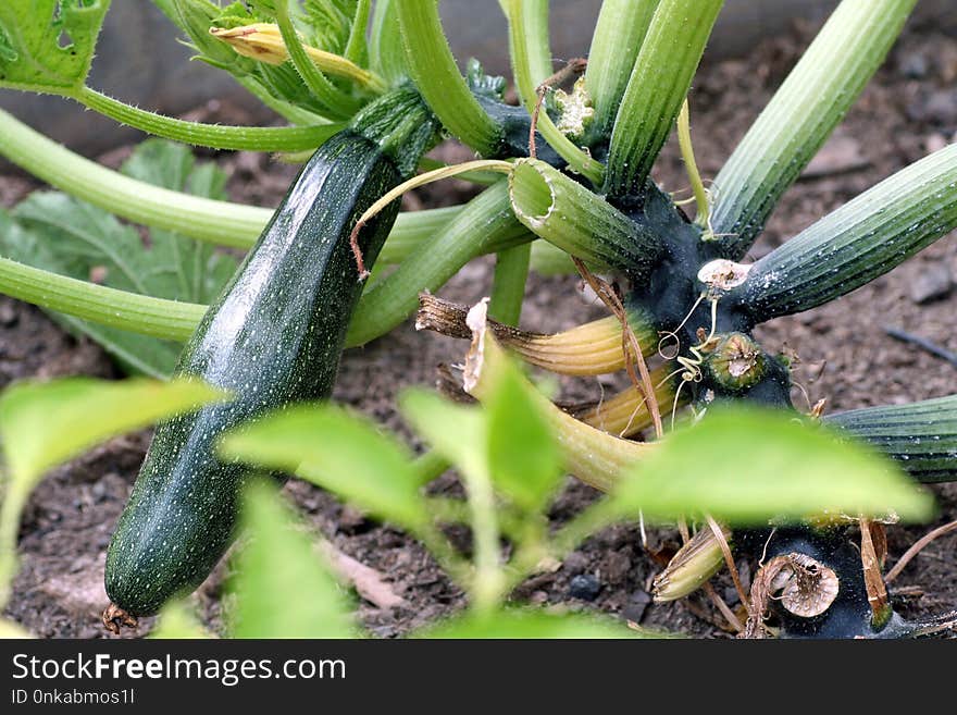 Plant, Flora, Plant Stem