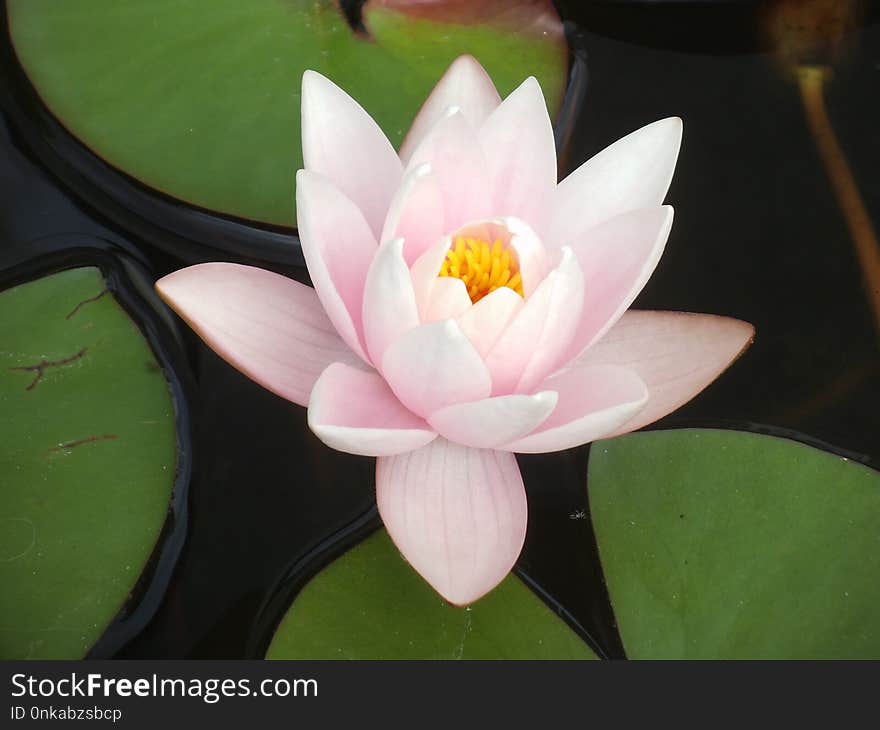 Flower, Plant, Sacred Lotus, Flora