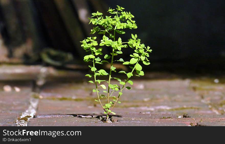 Plant, Flora, Tree, Branch