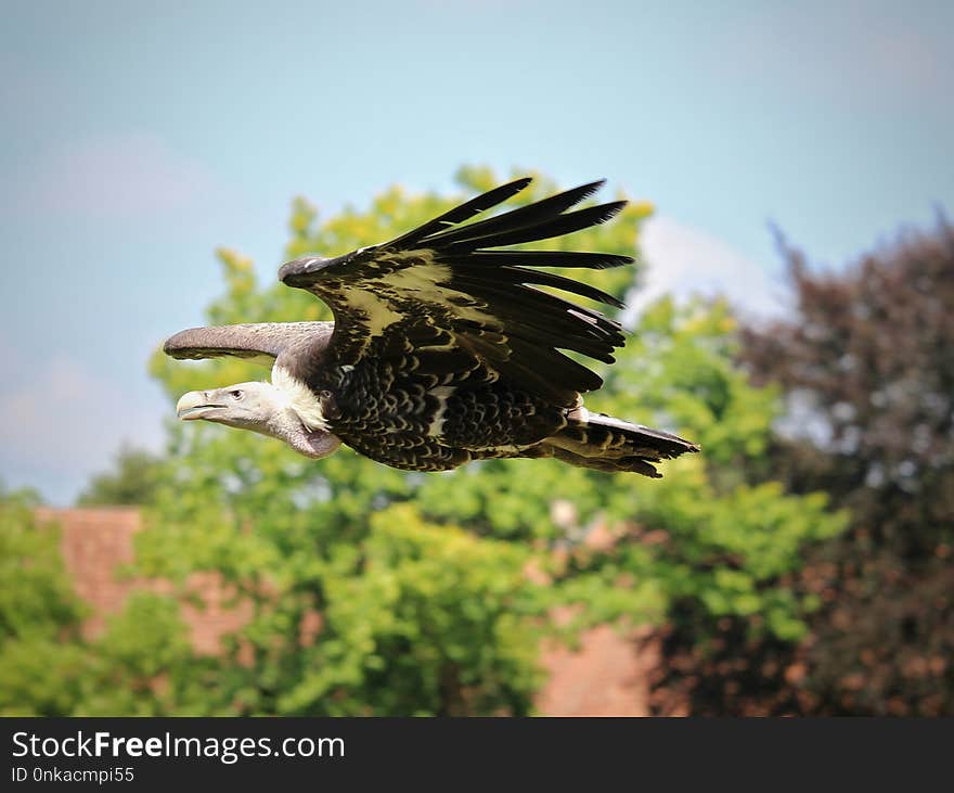 Bird, Fauna, Beak, Bird Of Prey