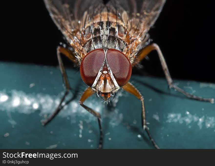 Macro Photography of Little Orange fly Isolated on Black Background