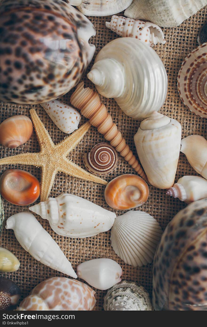Seashells mix background. Close up of seashells texture and background for design. Ocean life.