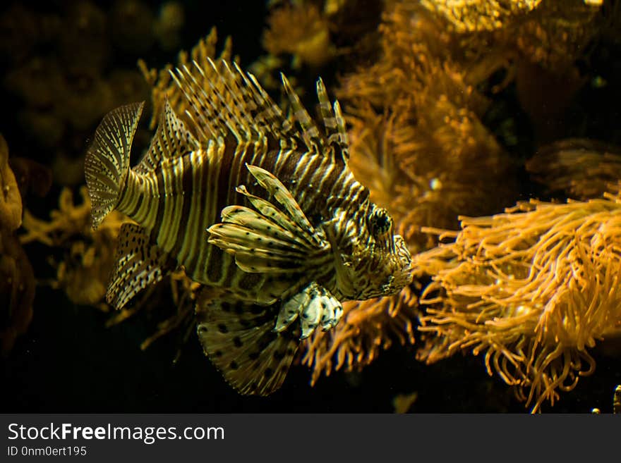 Red lionfish Pterois volitans, venomous coral reef fish, Salt water marine fish, beautiful fish with tropical corals in background