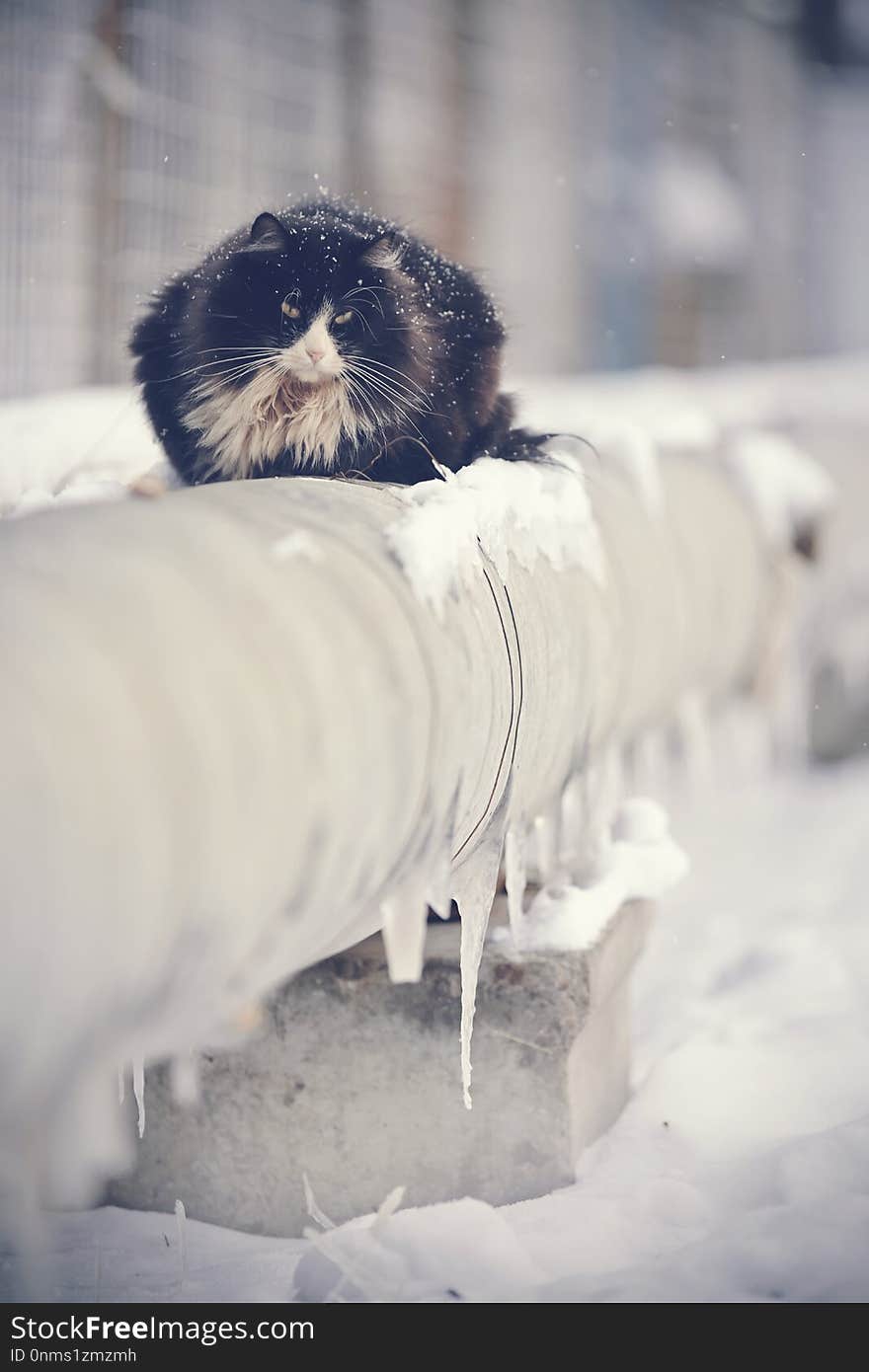 Frozen homeless cat basking in the winter on the pipes