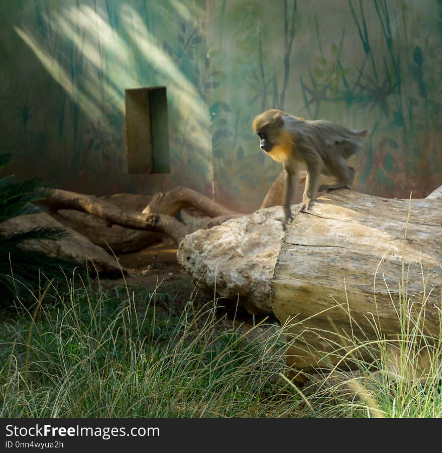 White-Faced Capuchins Cebus capucinus knelting like a Mowgli on a tree during the midday heat in Ramat Gan Safari Park