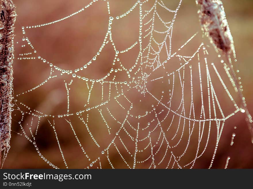 Beautiful autumn web with water drops. Beautiful Nature Background. Beautiful autumn web with water drops. Beautiful Nature Background.