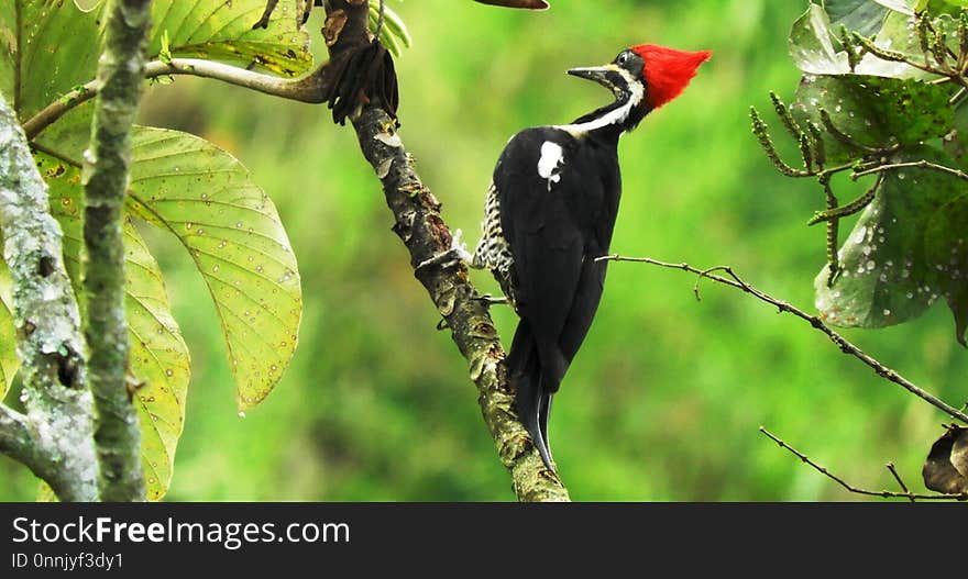 Bird, Beak, Woodpecker, Ecosystem