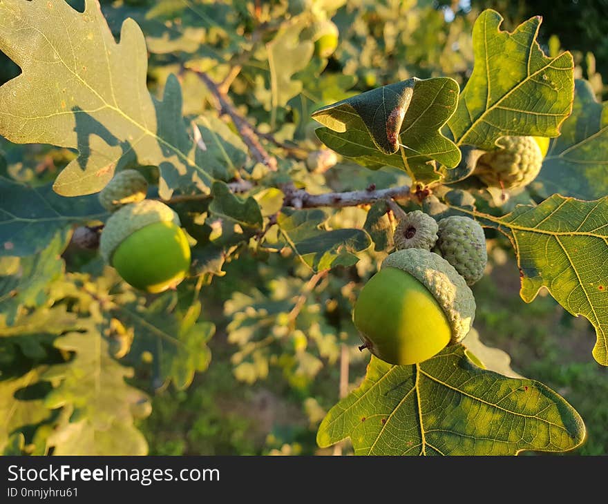 Leaf, Fruit Tree, Acorn, Fruit