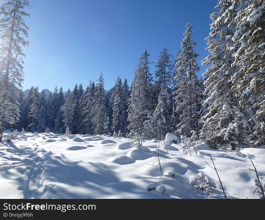 Winter, Snow, Tree, Sky