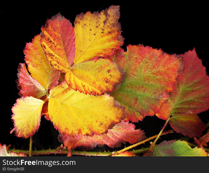 Leaf, Yellow, Autumn, Flora