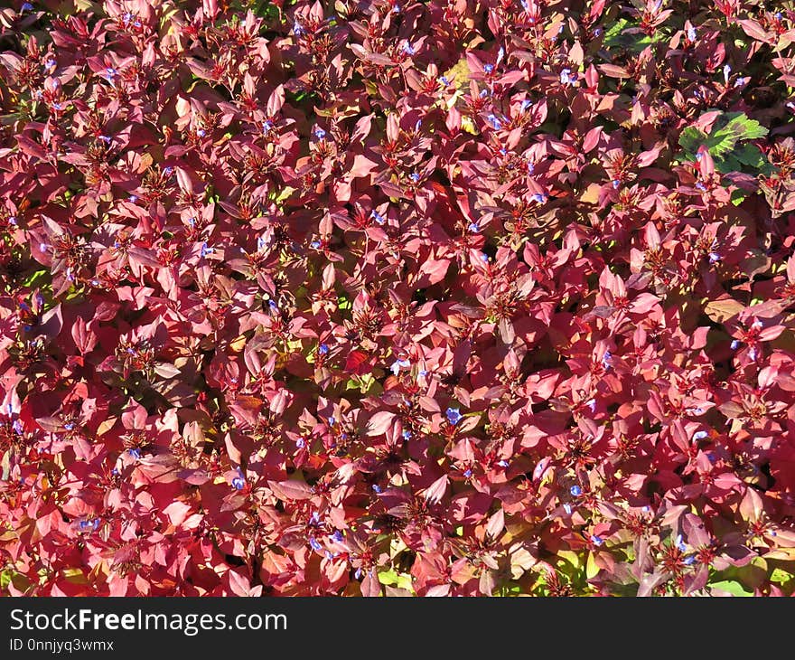 Plant, Shrub, Autumn, Deciduous