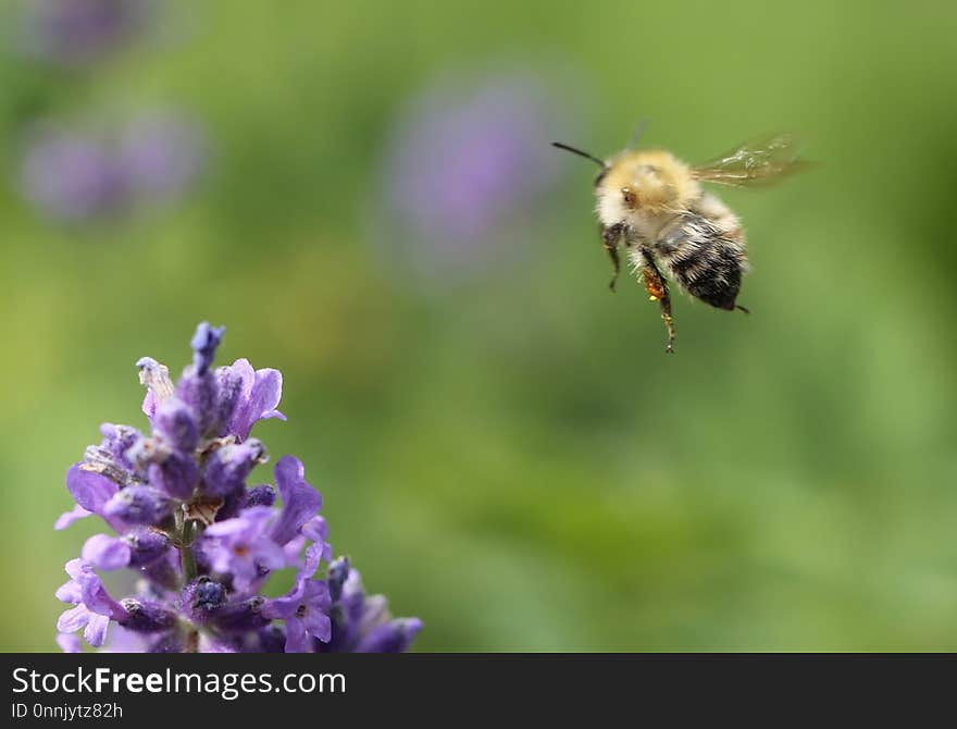 Honey Bee, Bee, Insect, Nectar