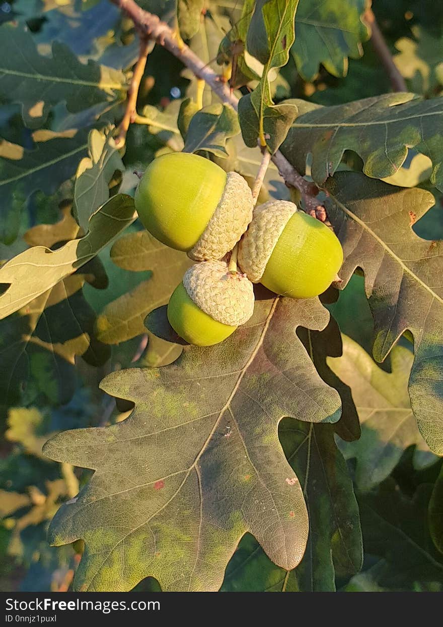 Leaf, Acorn, Tree, Fruit Tree