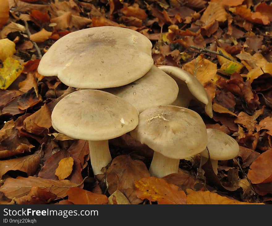 Mushroom, Fungus, Edible Mushroom, Medicinal Mushroom