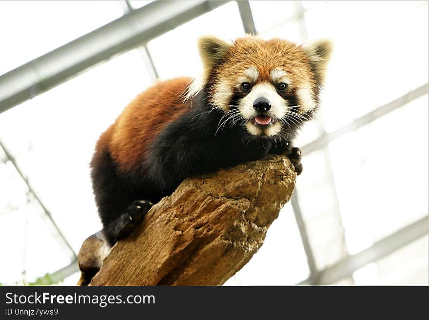 Red Panda, Mammal, Terrestrial Animal, Snout