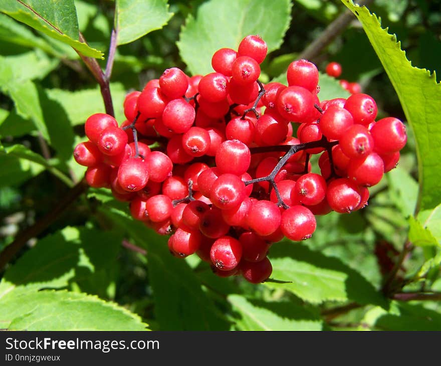 Berry, Plant, Fruit, Rowan