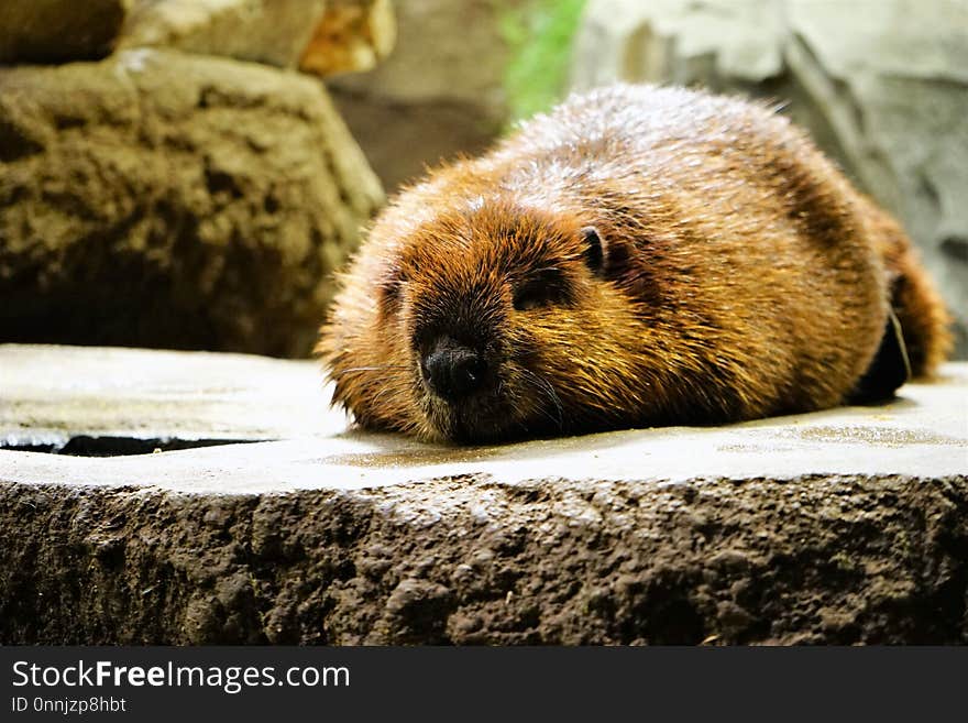 Beaver, Mammal, Fauna, Snout