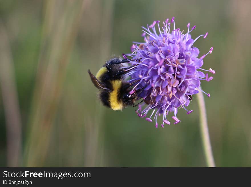 Bee, Bumblebee, Nectar, Honey Bee