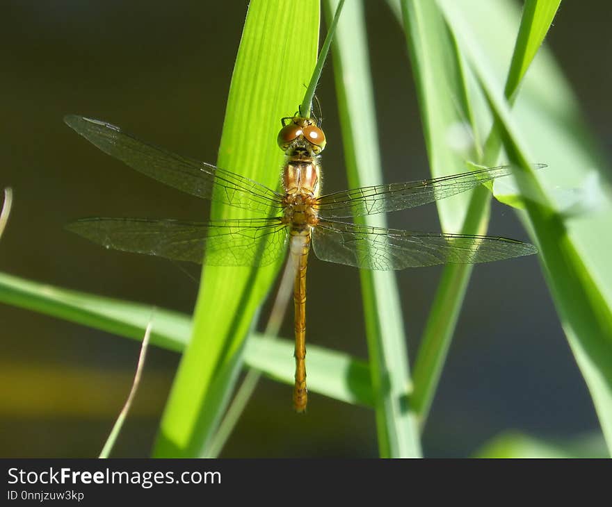 Dragonfly, Insect, Dragonflies And Damseflies, Damselfly