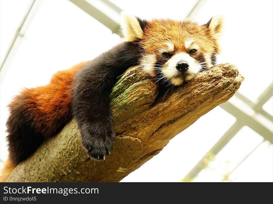 Red Panda, Mammal, Fur, Snout