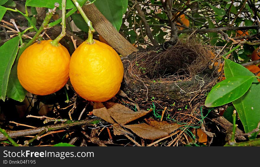 Fruit, Citrus, Fruit Tree, Plant