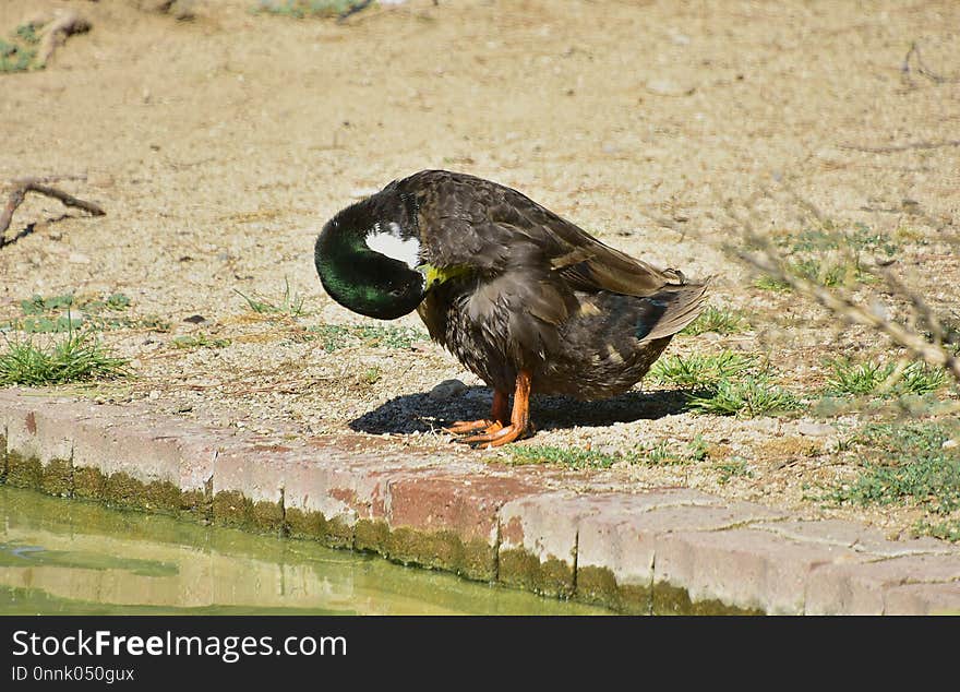 Bird, Duck, Fauna, Water Bird