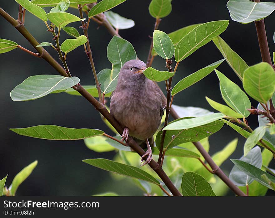 Bird, Fauna, Beak, Finch