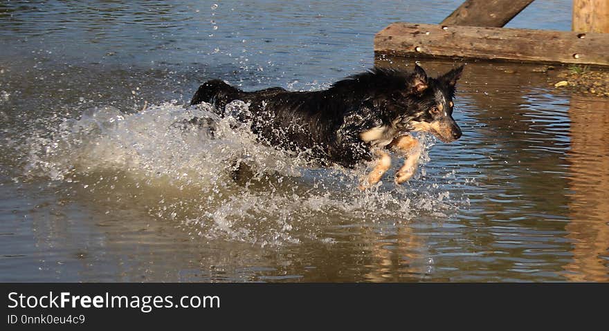 Dog, Water, Dog Like Mammal, Dog Breed Group