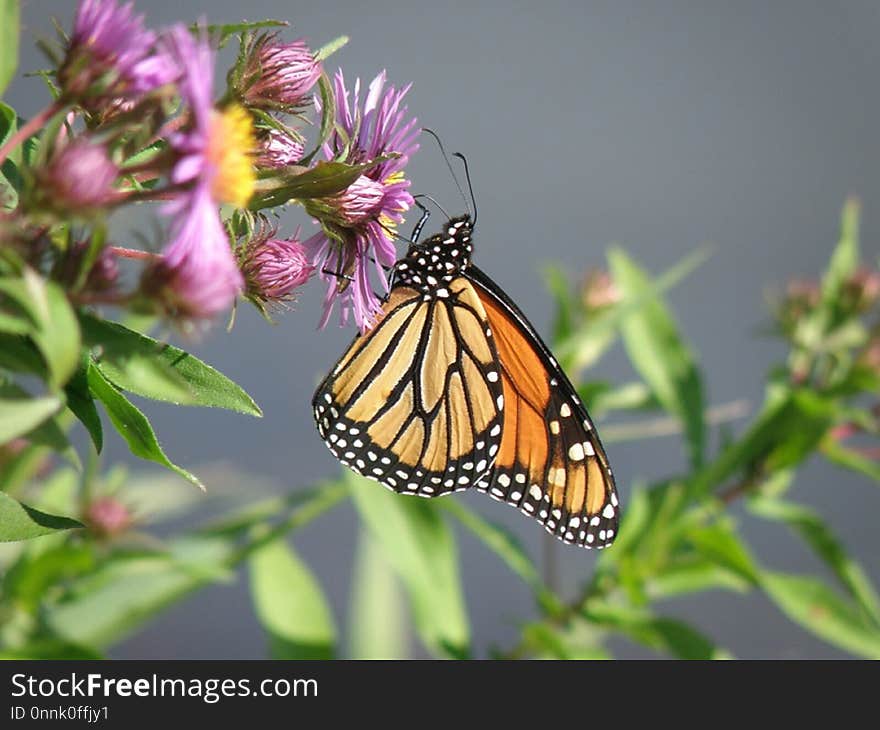 Butterfly, Moths And Butterflies, Monarch Butterfly, Insect