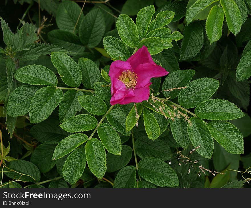 Plant, Flower, Rose Family, Flowering Plant